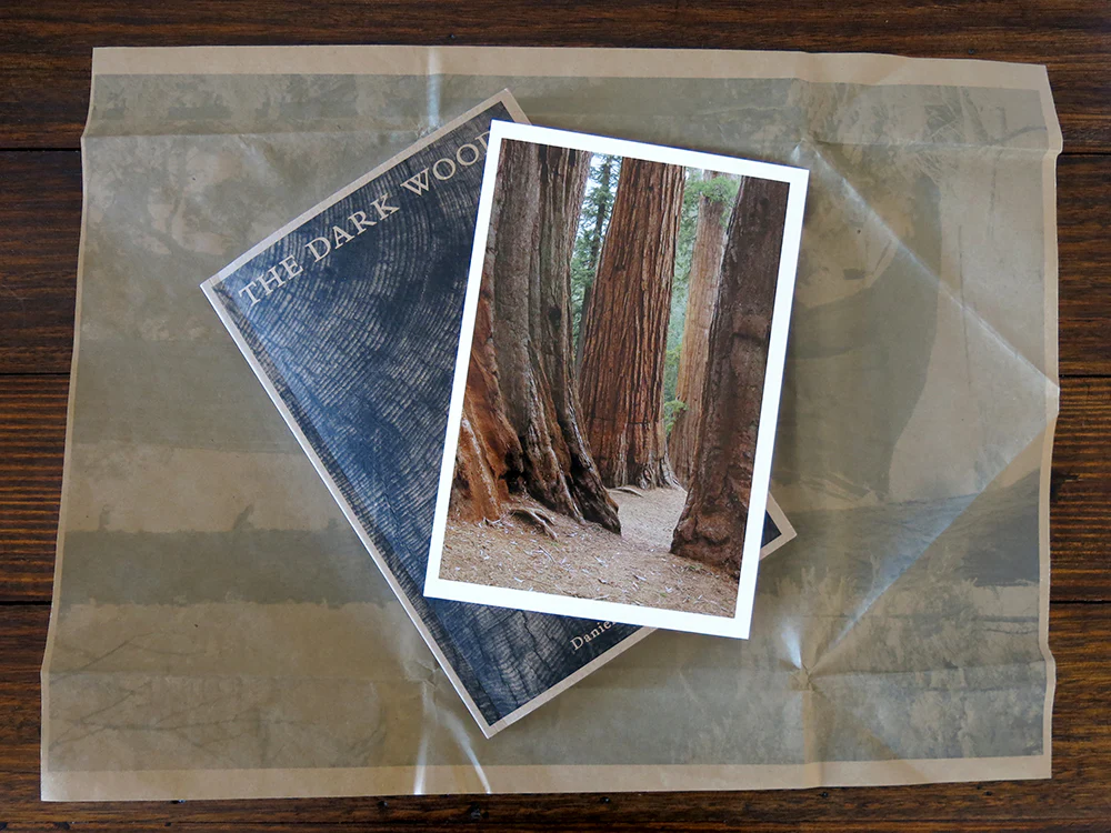Danielle Mericle – The Dark Wood - Image 15