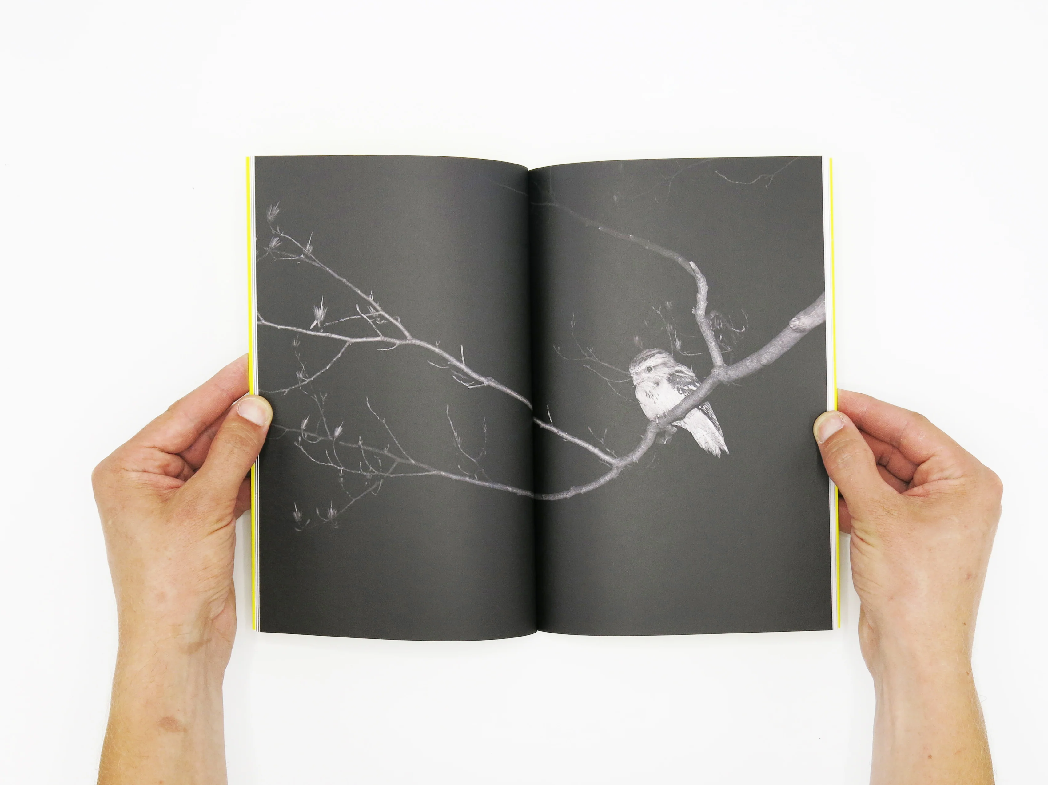 Felix Wilson – Nocturnal Ecologies - Image 2