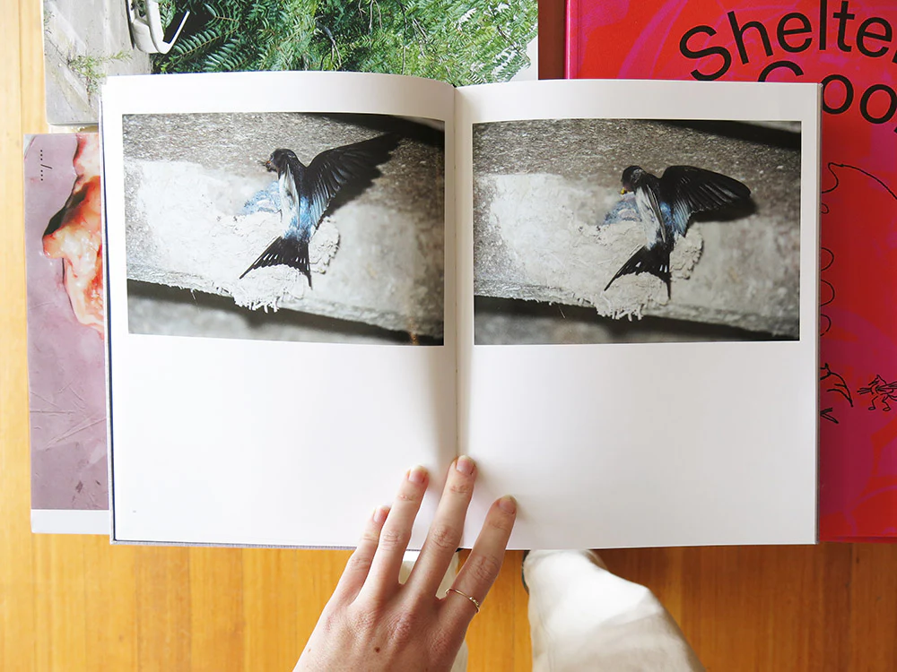 Rinko Kawauchi – On Birds (Des oiseaux) - Image 4