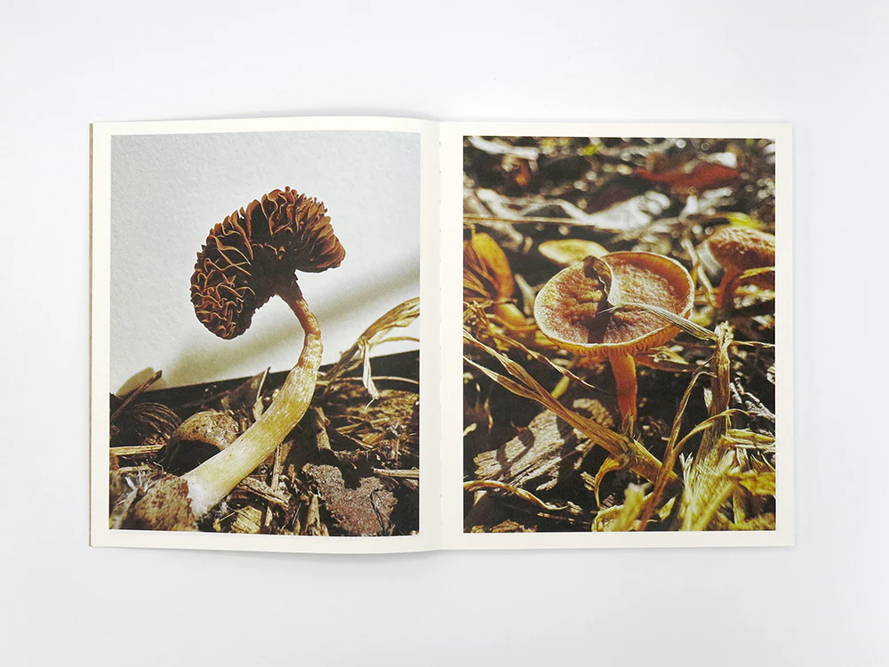 Ying Ang – Fruiting Bodies - Image 3