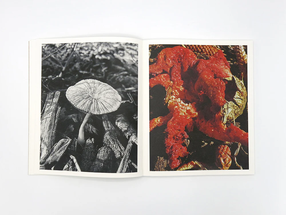 Ying Ang – Fruiting Bodies - Image 5